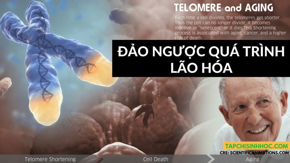 Nghiên cứu giải pháp đảo ngược quá trình lão hóa