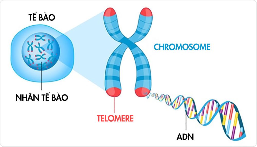 Telomere và quá trình lão hóa