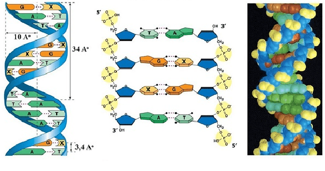 Vai trò của ADN trong di truyền học
