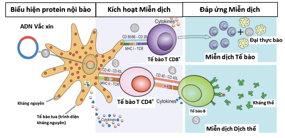 Vắc xin Axit Nucleic (ADN/ARN) và ứng dụng trong phát triển vắc xin phòng COVID-19