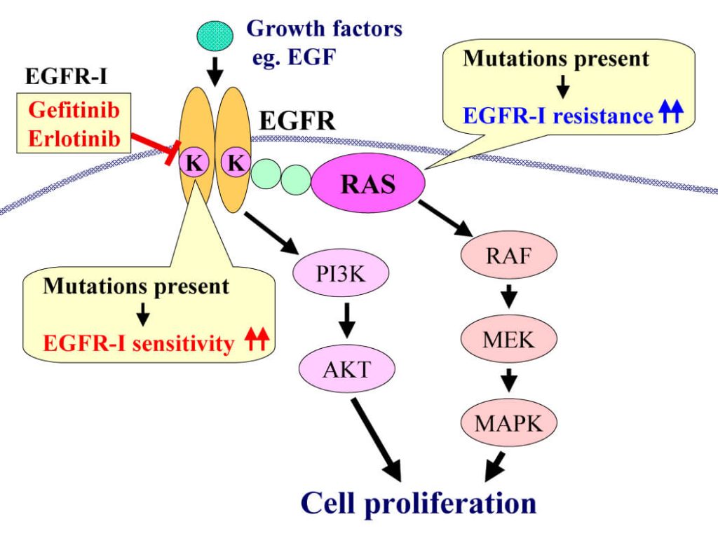 EGFR, ALK