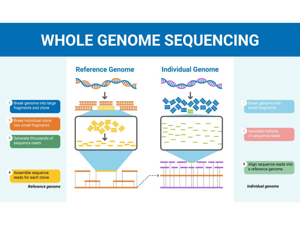 5 Công Nghệ Mới Trong Xét Nghiệm ADN Mà Bạn Cần Biết 12 Giải Trình Tự Toàn Bộ Gen (Whole Genome Sequencing)