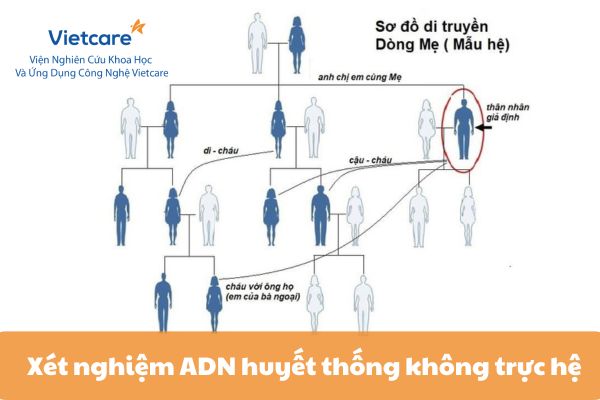 Các loại xét nghiệm ADN huyết thống không trực hệ theo dòng họ nội