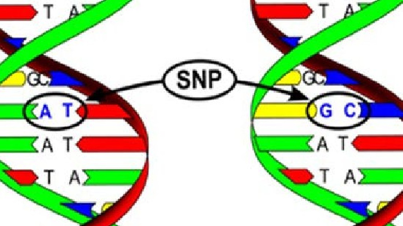 Xét Nghiệm SNP trên Nhiễm Sắc Thể Y (Y-SNP)