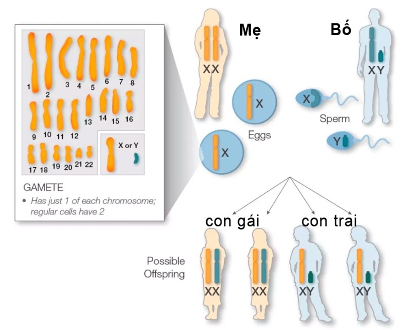 xét nghiệm ADN huyết thống