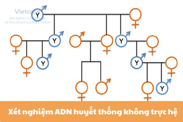 Xét nghiệm ADN huyết thống không trực hệ theo dòng họ nội: Giải đáp mọi thắc mắc