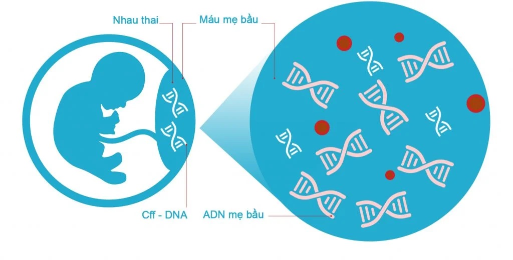 Xét nghiệm ADN huyết thống thai nhi không xâm lấn