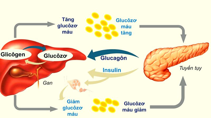 Chỉ số glucose và chức năng gan