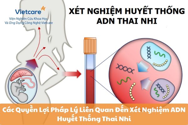 Các Quyền Lợi Pháp Lý Liên Quan Đến Xét Nghiệm ADN Huyết Thống Thai Nhi