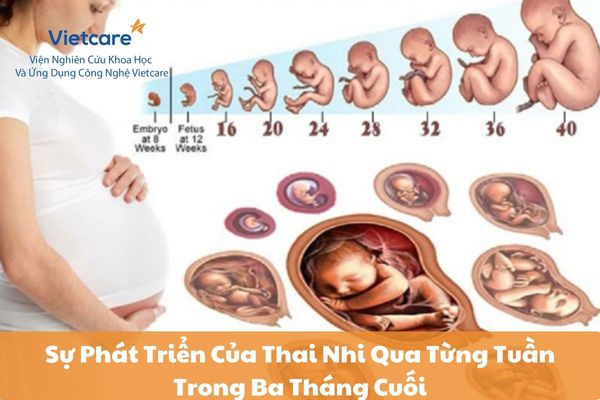 Sự Phát Triển Của Thai Nhi Qua Từng Tuần Trong Ba Tháng Cuối