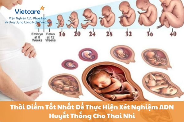 Thời Điểm Tốt Nhất Để Thực Hiện Xét Nghiệm ADN Huyết Thống Cho Thai Nhi