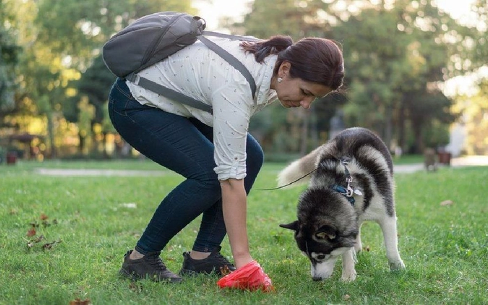 Các Loại Xét Nghiệm ADN Cho Thú Cưng Và Ứng Dụng Của Chúng