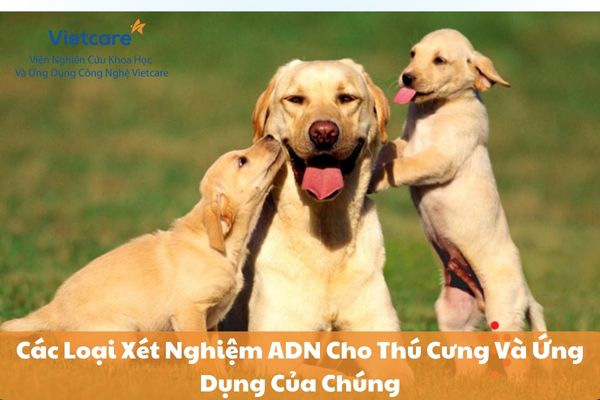 Các Loại Xét Nghiệm ADN Cho Thú Cưng Và Ứng Dụng Của Chúng